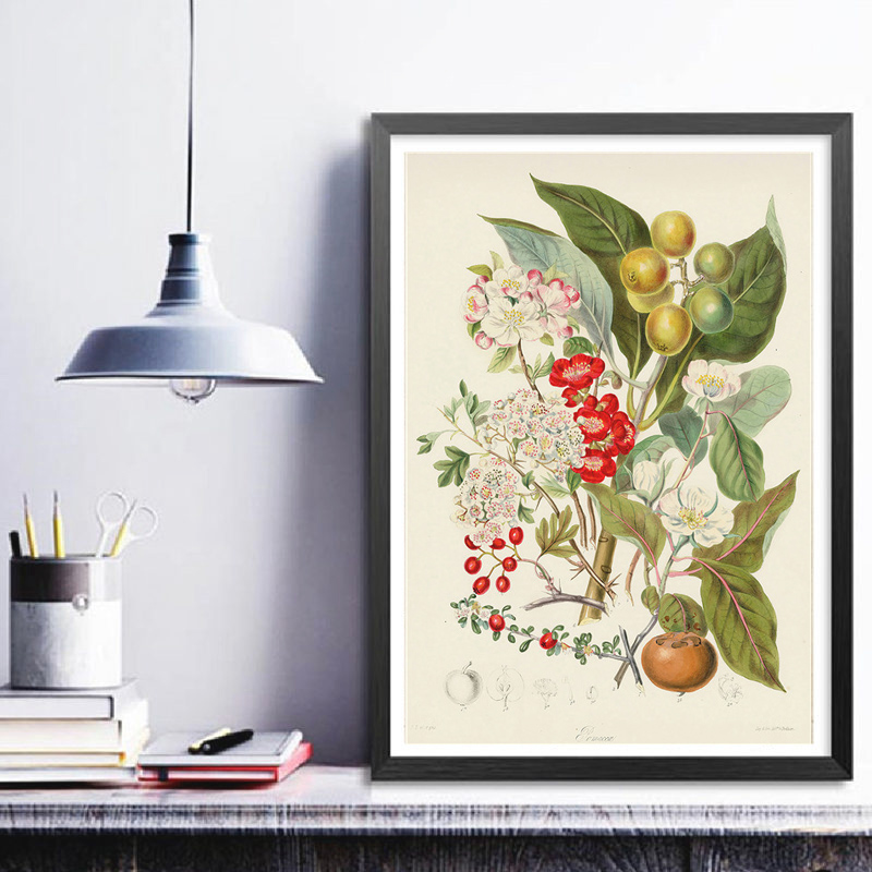 Botanische Sammlung Vintage Po – Vintage Collectible Posters Bewertung und Preis