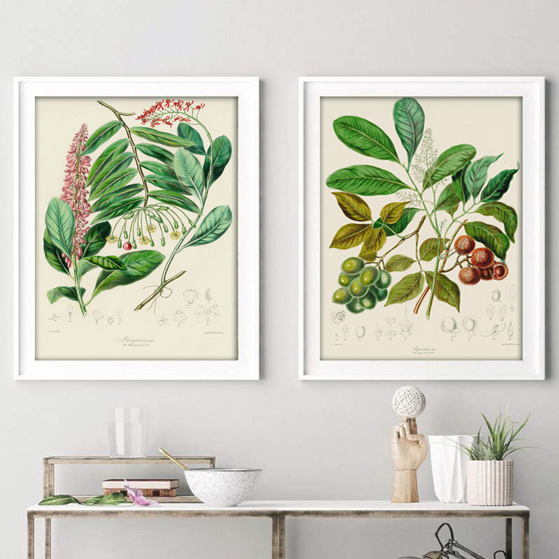 Botanische Sammlung Vintage Po – Vintage Collectible Posters Bewertung und Preis